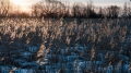 005_Biebrza - marzec 2013